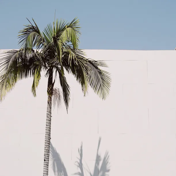 Rodeo Drive building with Palm Tree in Beverly Hills