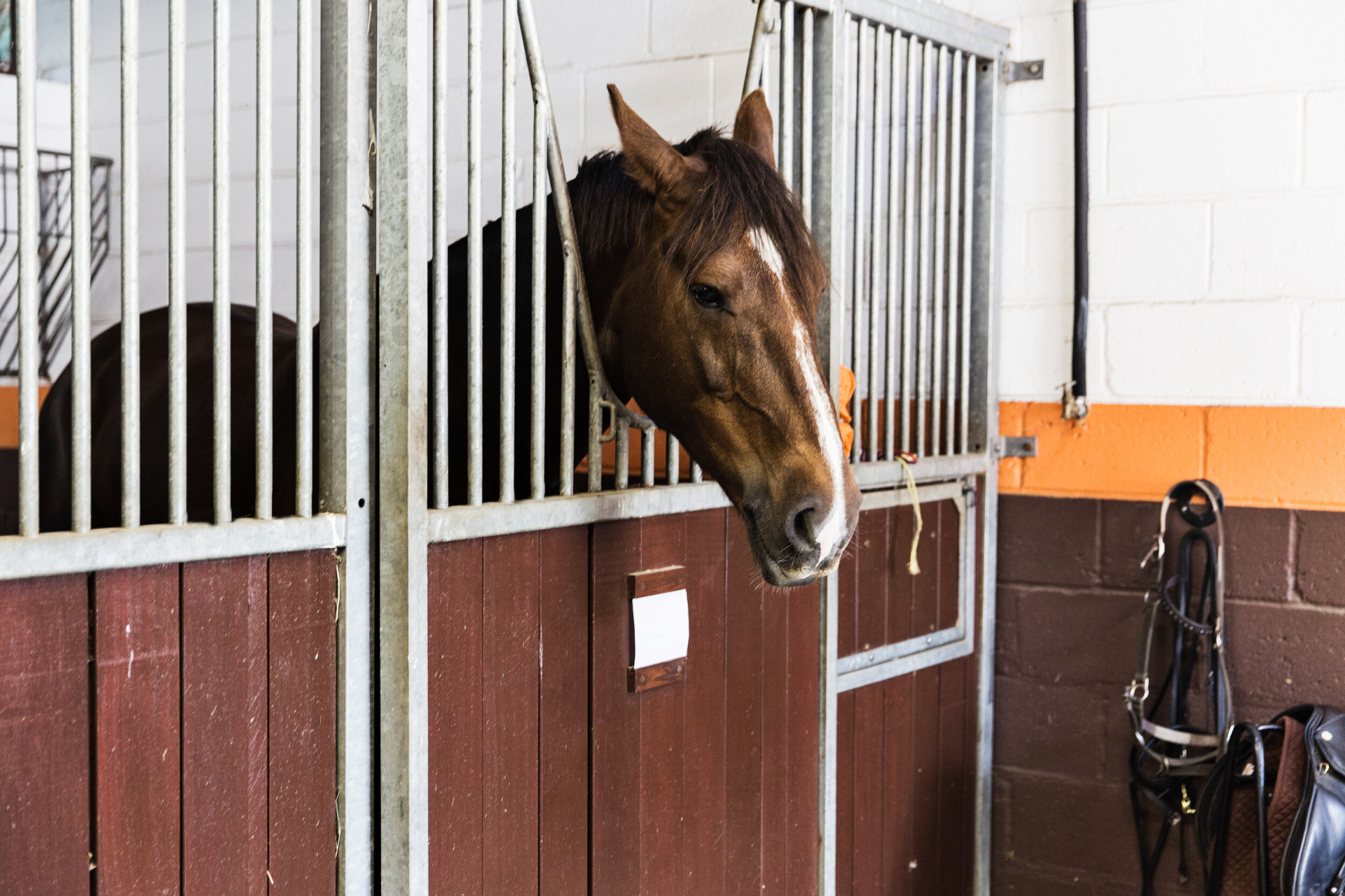 Horse looking out from its stable at the equestrian centre at Coworth Park, Ascot 