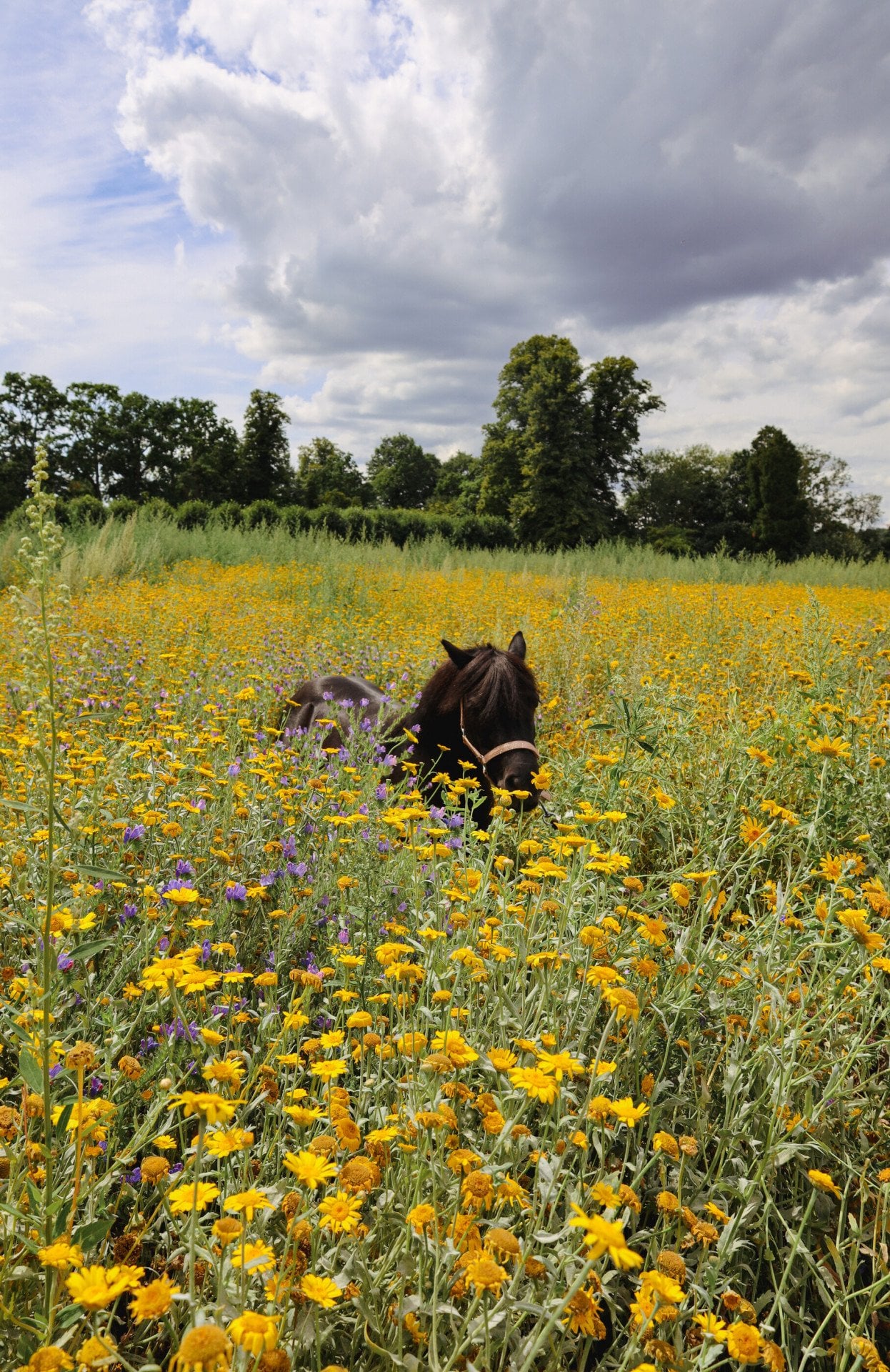 Coworth Park Shetland pony in meadow.