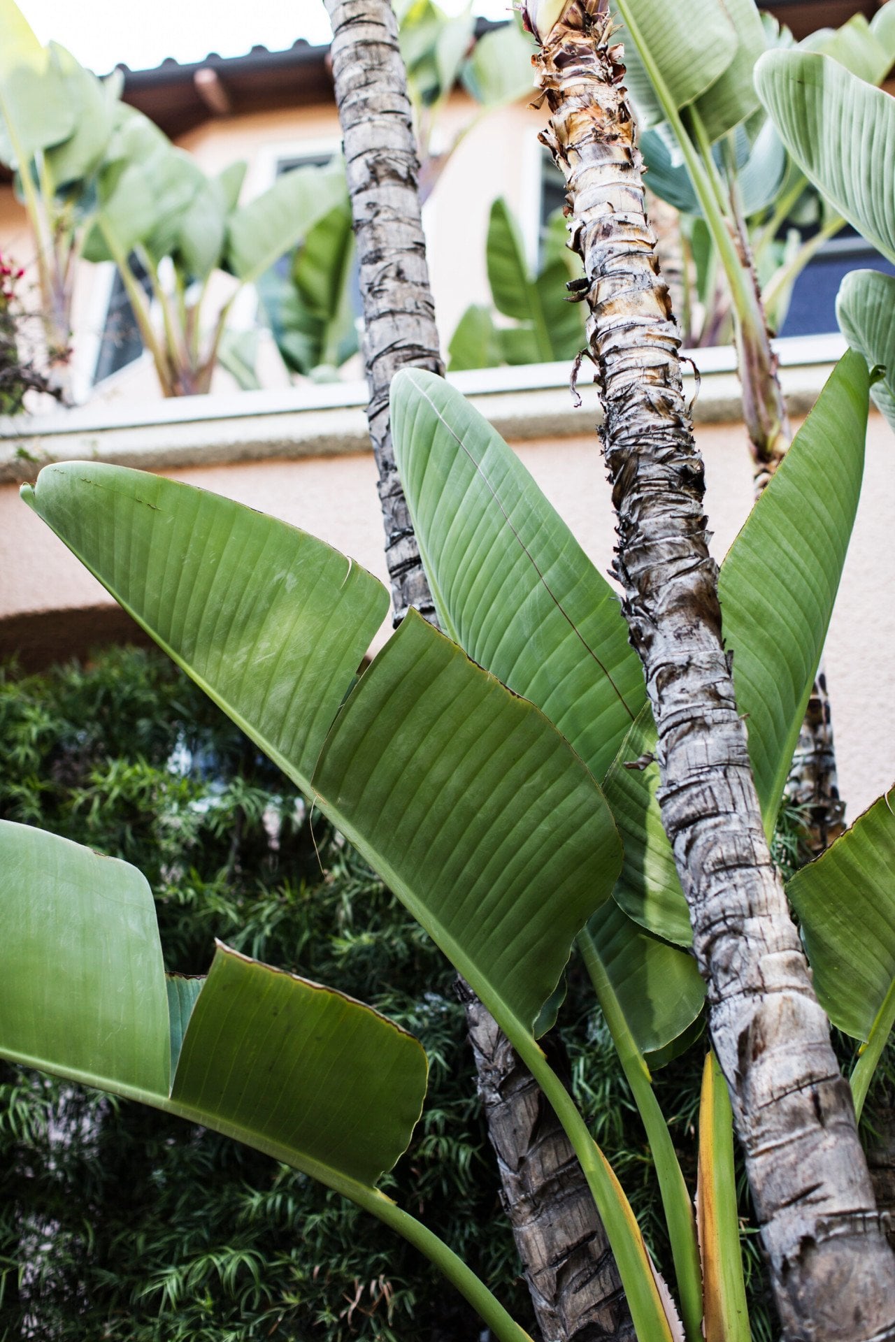 Lush green banana leaves growing in the gardens of The Beverly Hills Hotel in Los Angeles
