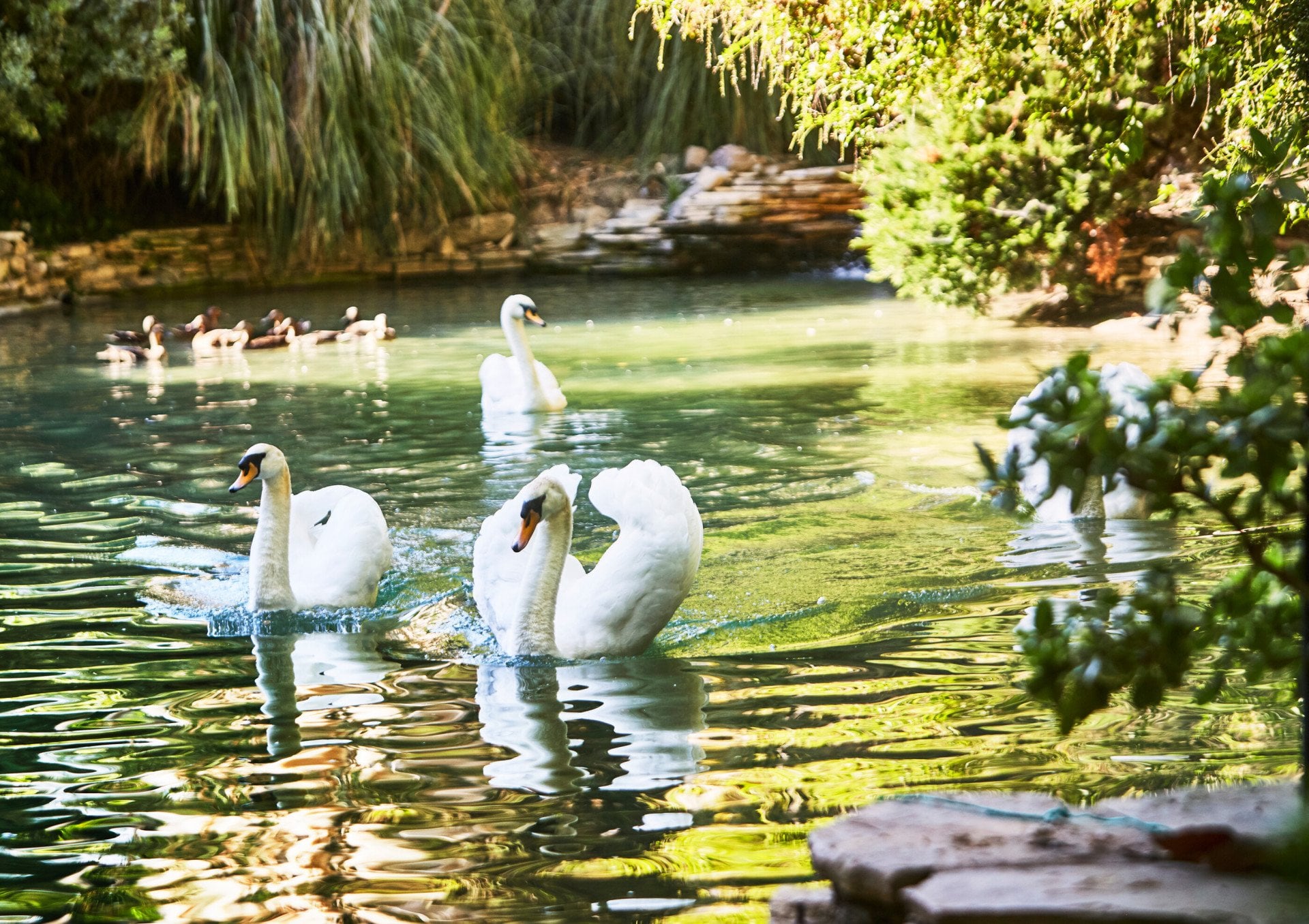 Magical swan lake, with three resident swans gliding through the water against picturesque backdrop