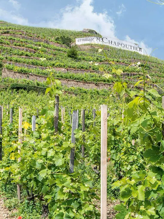 The vineyard of Maison Chapoutier