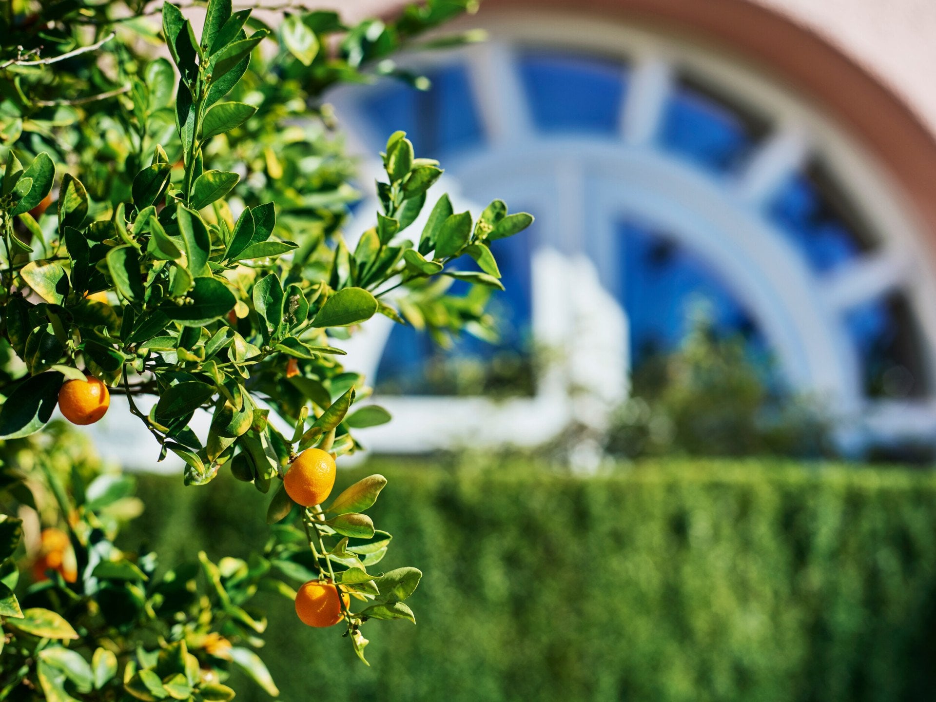Citrus Garden at The Beverly Hills Hotel 