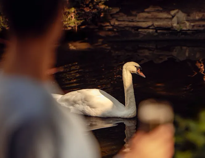 Person feeding a swan by the pond in a peaceful outdoor setting at sunset