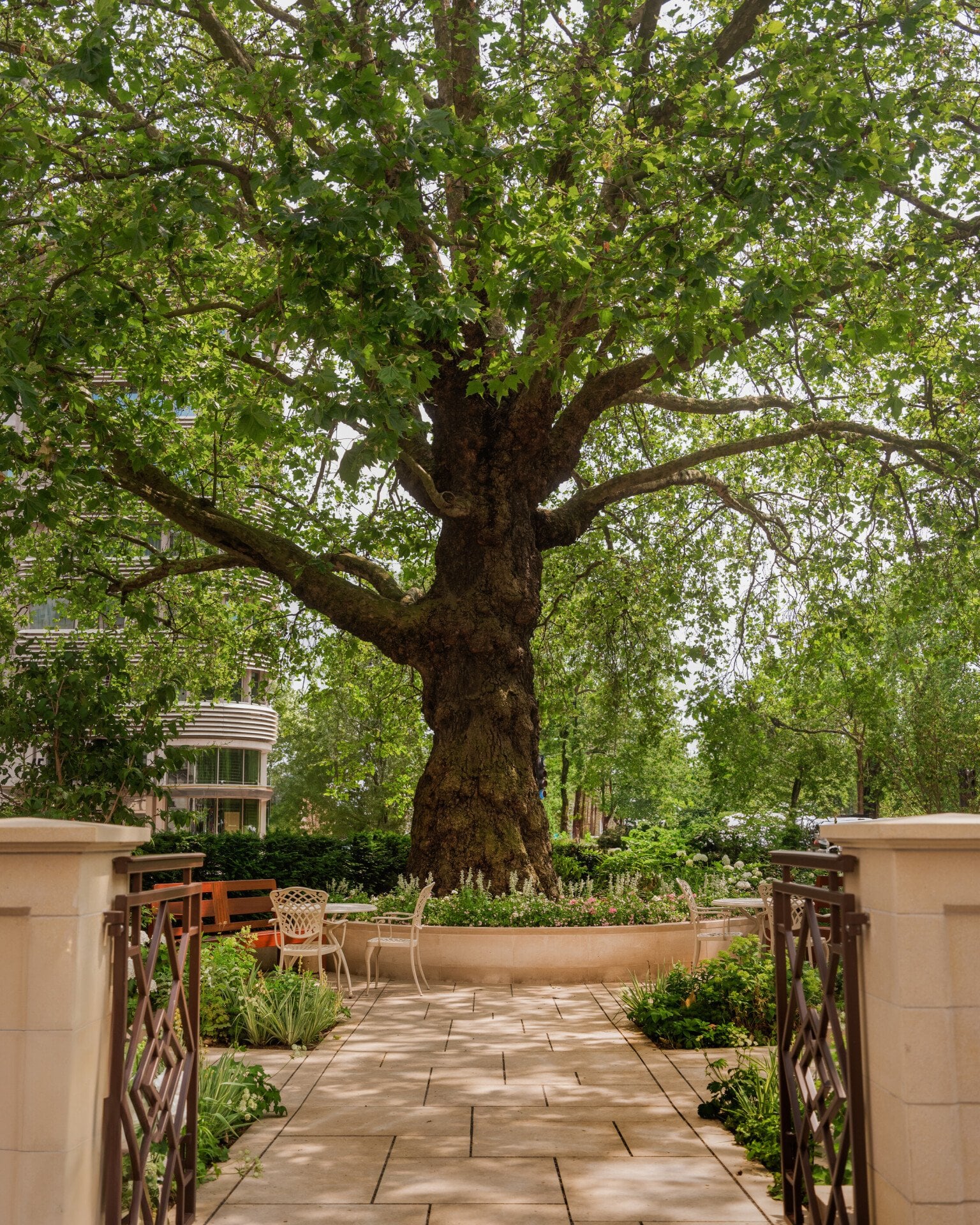 The Dorchester Garden, showcasing a large mature tree at its centre, framed by beautifully landscaped flower beds, stone paving and elegant outdoor seating, creating a tranquil oasis beside Hyde Park.