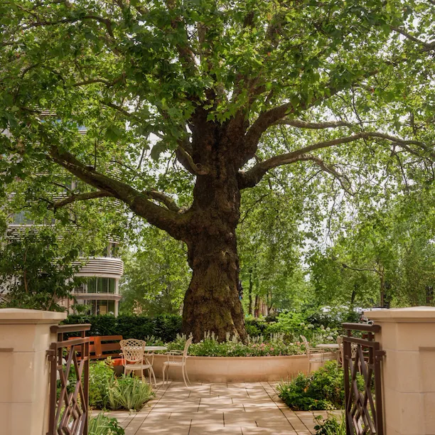 The Dorchester Garden, showcasing a large mature tree at its centre, framed by beautifully landscaped flower beds, stone paving and elegant outdoor seating, creating a tranquil oasis beside Hyde Park.