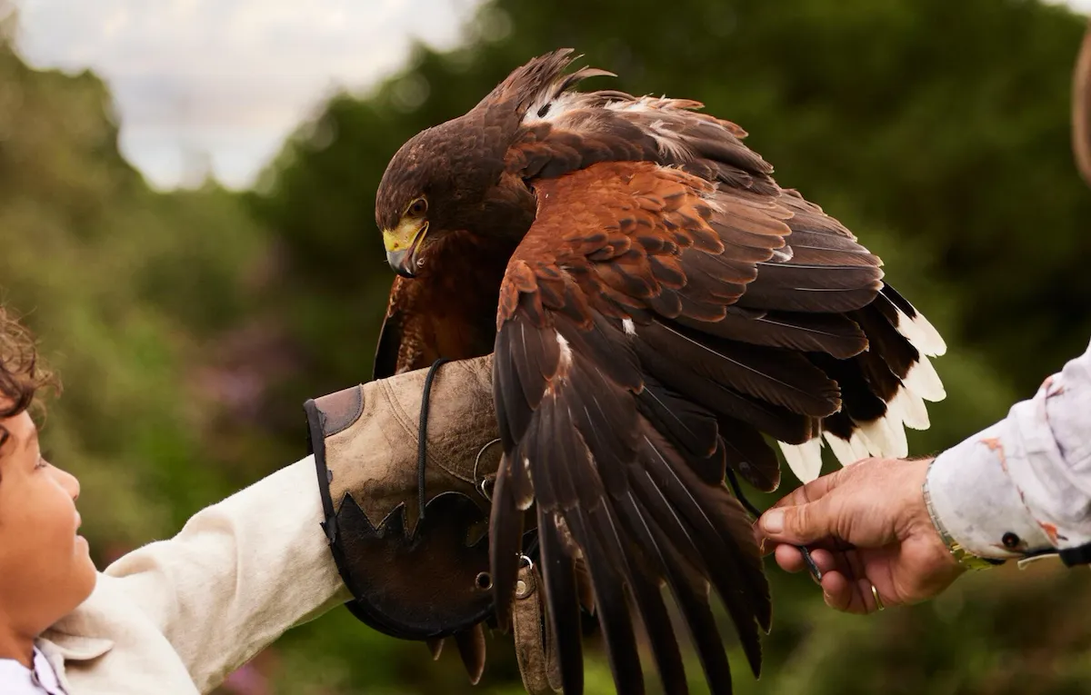 Falconry session at Coworth Park with a family in the meadow