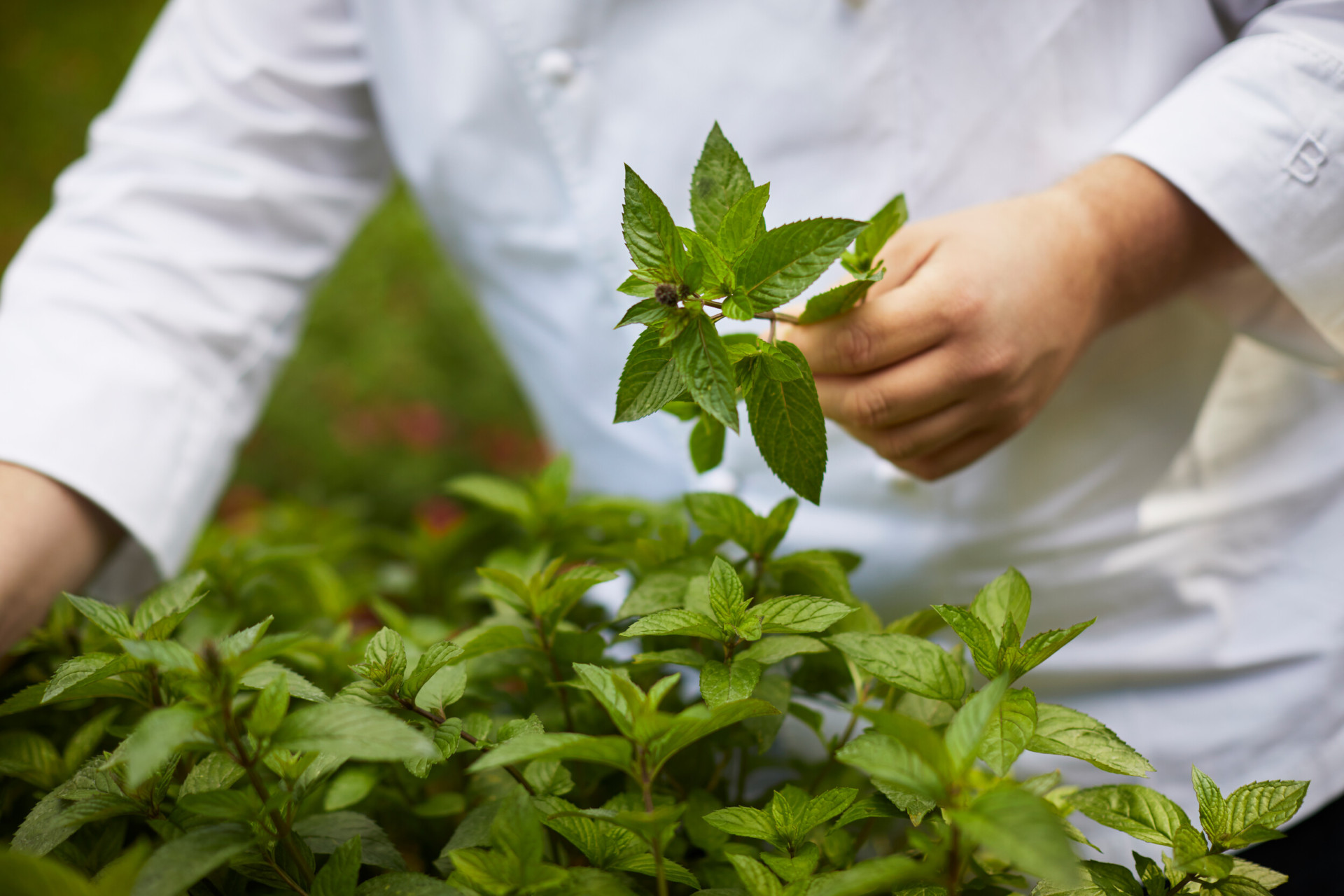 Coworth Park-Adam Smith-herb garden-picking mint-highres3