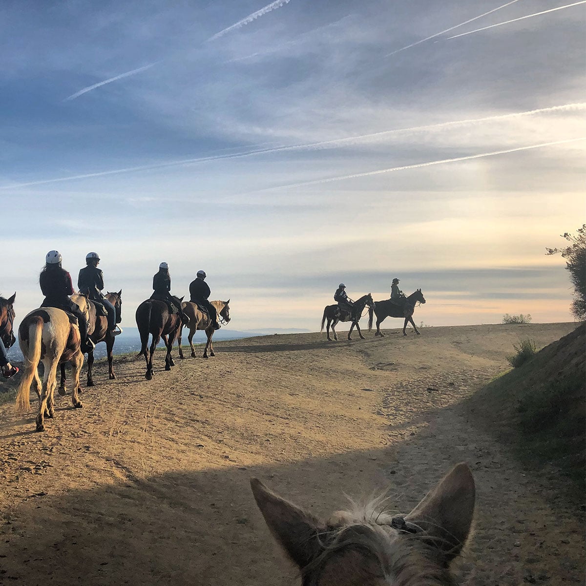 Horses at Sunset Ranch Hollywood photo by Rebecca Abad