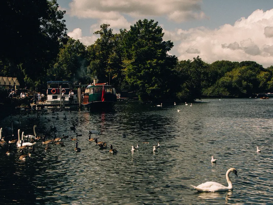 Group of swans and ducks in Eton River, Ascot